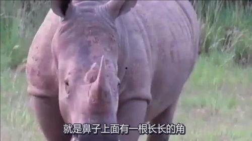 河马哥前妻爆料完整版视频,揭秘婚姻内幕与情感纠葛