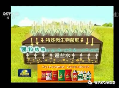 载水稻视频,探寻水稻种植的奇妙之旅